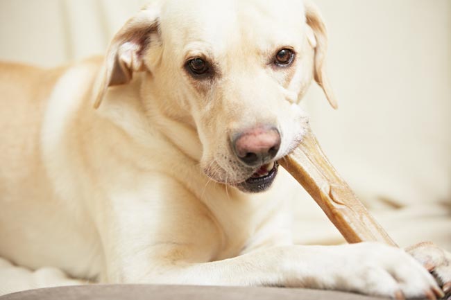 Hund isst einen Kauknochen. Bei uns erhält Ihr Hund ein Premiumfutter der bestten Qualität