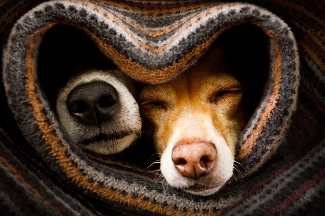 Hunde gemeinsam unter einer Decke - Wohlfühlen mit den richtigen Hundefreund