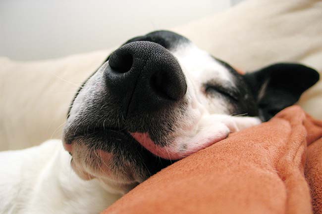Hund schläft auf einem Kissen. Bei jeden Wetter das richtige Klima in den Zimmern.