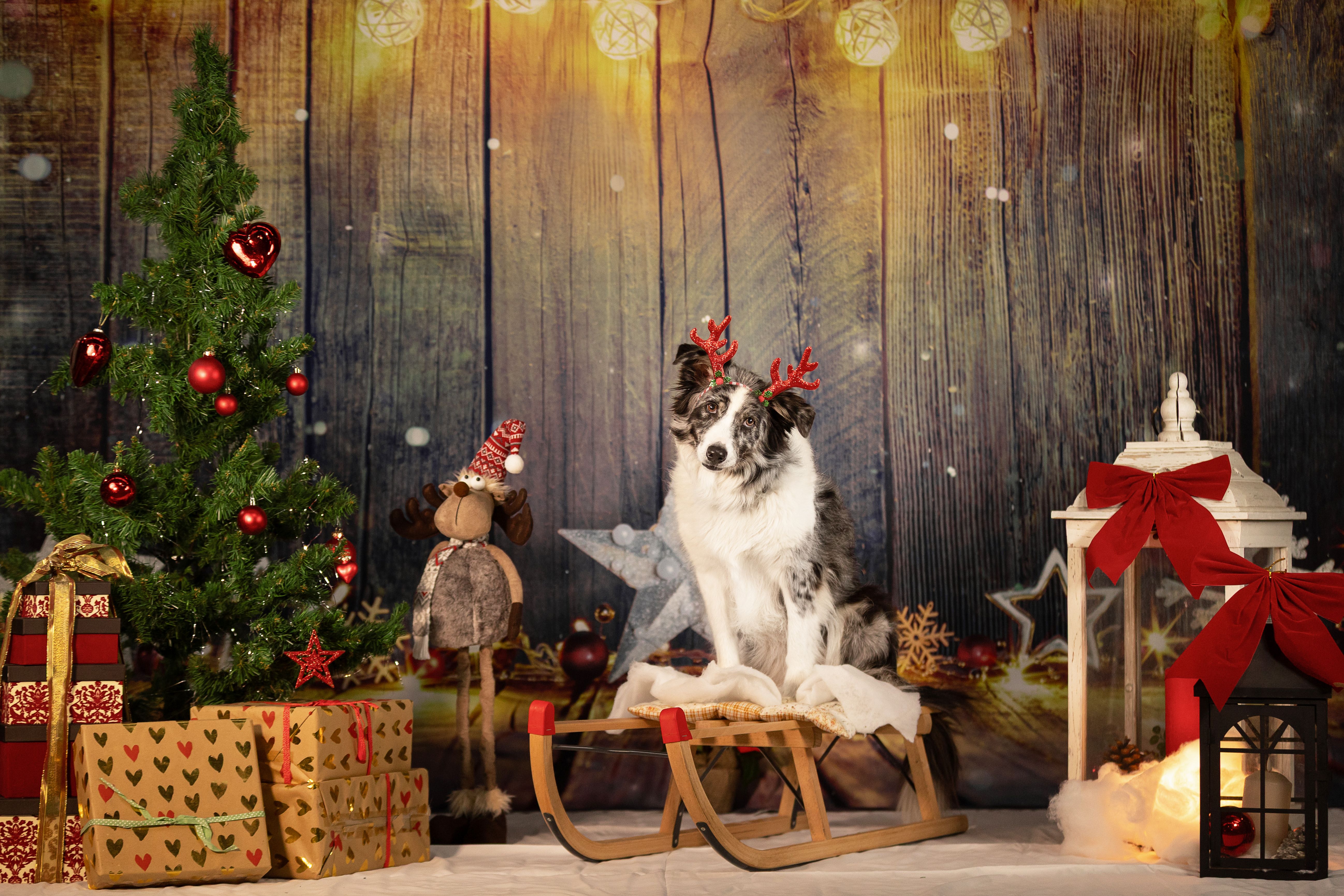 Bundel Back-Blackground und Weihnachtsstudio