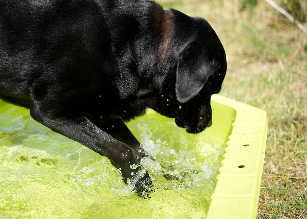 Ein Labrador spiel im Sommer im Wasser 