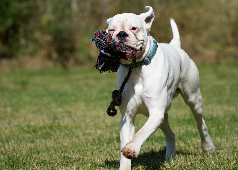 Hund mit Seilspielzeug 